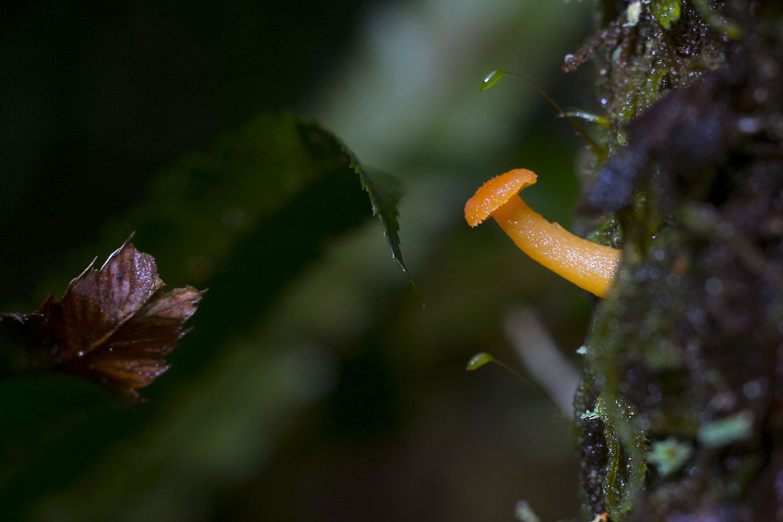 Small orange mushroom While not particularly uncommon, it looks like this one may just live here in the Pacific Northwest. I believe it is a relative to waxy caps, but grows on wood rather than on the ground Chrysomphalina aurantiaca,Geotagged,United States