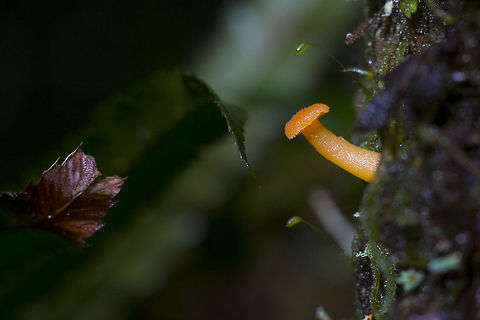Small orange mushroom While not particularly uncommon, it looks like this one may just live here in the Pacific Northwest. I believe it is a relative to waxy caps, but grows on wood rather than on the ground Chrysomphalina aurantiaca,Geotagged,United States