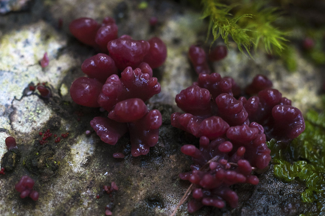 Purple Jelly Drops A little more research finds that these were rather small and this fungus will eventually take on a cup shape. Ascocoryne sarcoides,Geotagged,United States