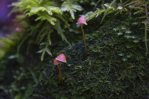 Orange Bonnet  Geotagged,Mycena acicula,United States