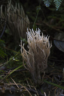 White Coral Mushroom  Geotagged,United States