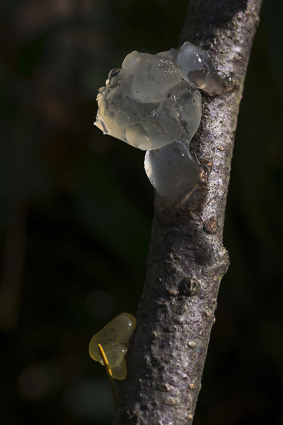 Crystal Brain OK  - I love the name of this jelly fungus! Geotagged,Myxarium nucleatum,United States