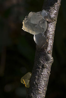 Crystal Brain OK  - I love the name of this jelly fungus! Geotagged,Myxarium nucleatum,United States
