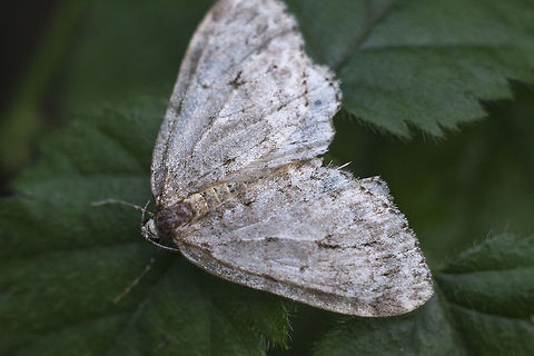 Drab moth, white and brown This guy was a little worse for the wear. It was a pretty cold day and he (or she) was probably near the end of his lifespan. There's not really enough left of his markings, which were probably bit indistinct in the first place to make an id. Geotagged,United States
