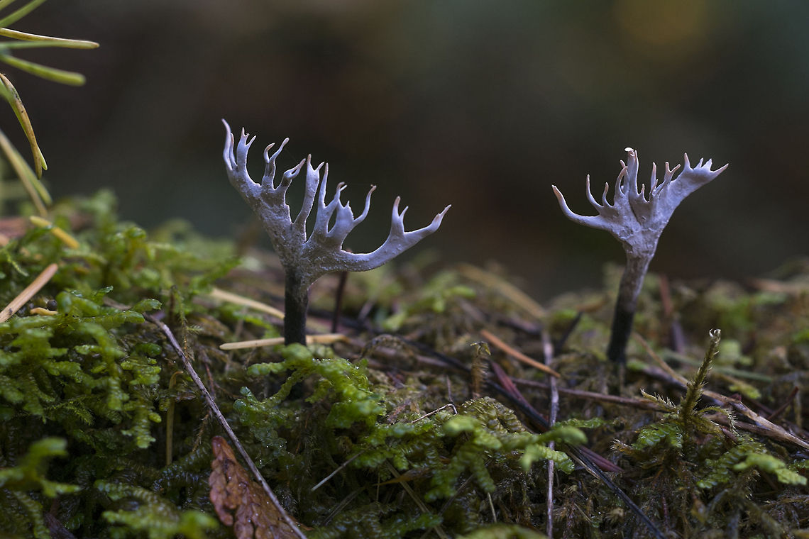 Xylaria hypoxylon a more mature specimen - love that it looks like moose antlers Geotagged,United States,Xylaria hypoxylon