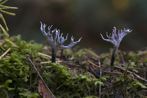 Xylaria hypoxylon a more mature specimen - love that it looks like moose antlers Geotagged,United States,Xylaria hypoxylon