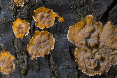 Wrinkled Crust  Geotagged,Phlebia radiata,United States,Wrinkled crust
