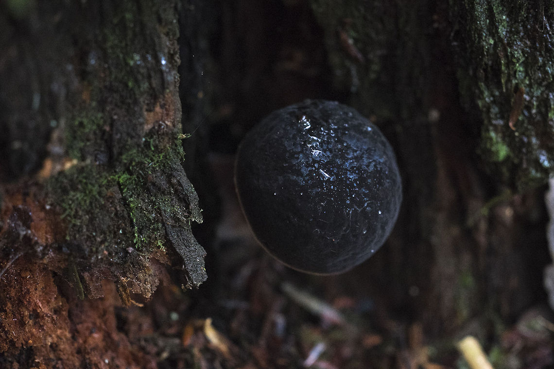 Black Velvet mushroom This mushroom was so dark black I almost missed it in the shadow. It felt, as well as looked, velvety. I believe I saw some lighter, brown ones a little further on. Geotagged,Lactarius fallax,United States