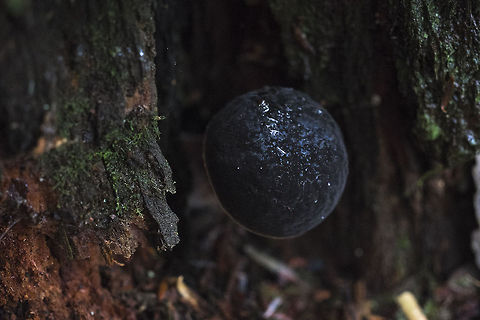 Black Velvet mushroom This mushroom was so dark black I almost missed it in the shadow. It felt, as well as looked, velvety. I believe I saw some lighter, brown ones a little further on. Geotagged,Lactarius fallax,United States