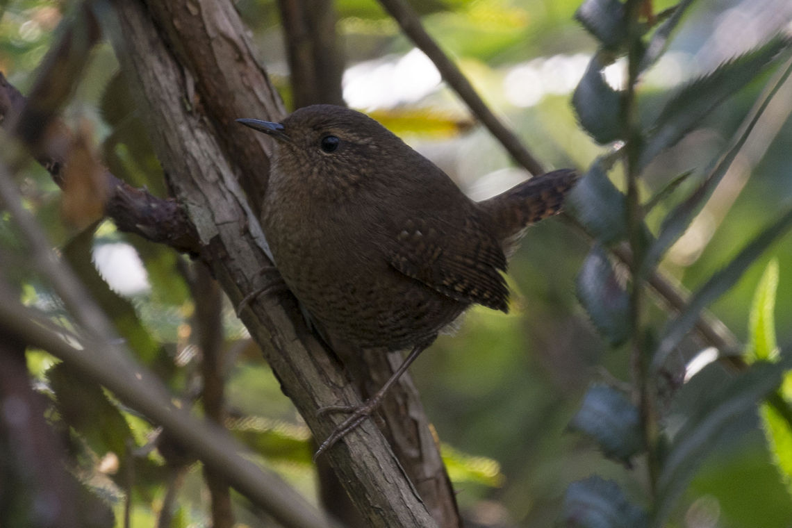 House Wren  Geotagged,House wren,Troglodytes aedon,United States