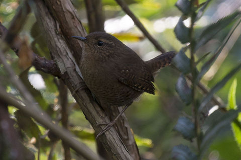 House Wren  Geotagged,House wren,Troglodytes aedon,United States