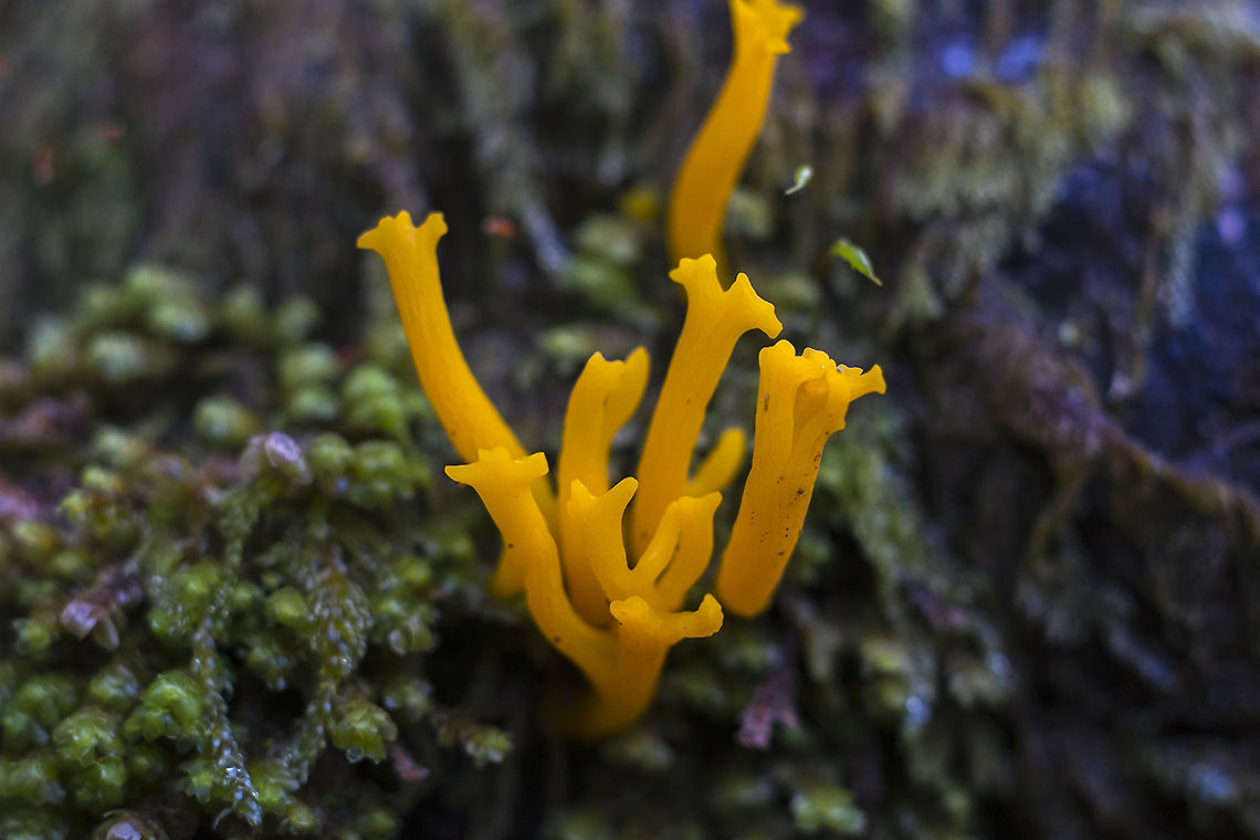 Yellow Staghorn  Calocera viscosa,Geotagged,United States