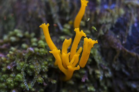 Yellow Staghorn  Calocera viscosa,Geotagged,United States