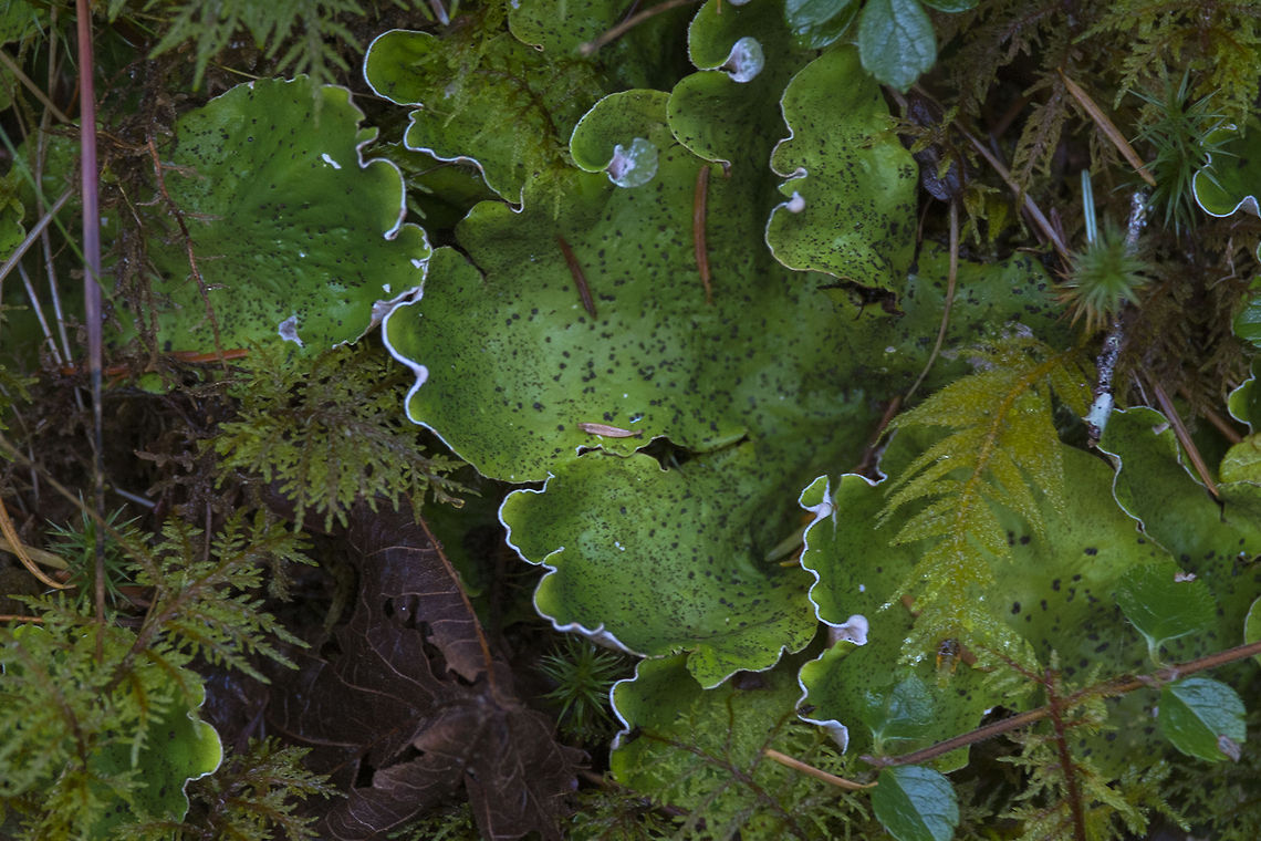 Spotted Dog Lichen Fascinating upon fascinating - this lichen, which itself is a partnership between a fungus and an algae, also has colonies of bacteria (the small black spots) that extract nitrogen from the air that the lichen uses. My husband asks a good question - at what point do we stop looking at this as 3 separate organisms cooperating and see it as one? Geotagged,Peltigera aphthosa,United States