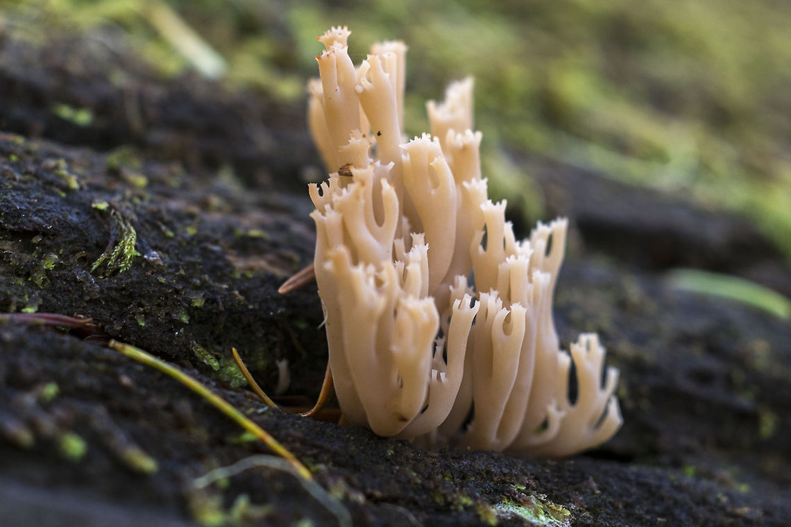 Ivory Coral Mushroom  Geotagged,Ramaria stricta,United States