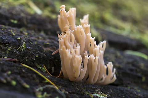 Ivory Coral Mushroom  Geotagged,Ramaria stricta,United States