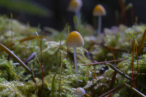 Ivory Bonnet This mushroom is said to change color, becoming more yellow/ivory when wetter, and more white when drier. Geotagged,Mycena flavoalba,United States