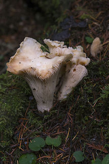 Cantharellus subalbidus