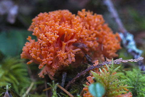 Pink Coral mushroom saw a few examples of this one throughout the day Geotagged,Ramaria cyaneigranosa,United States