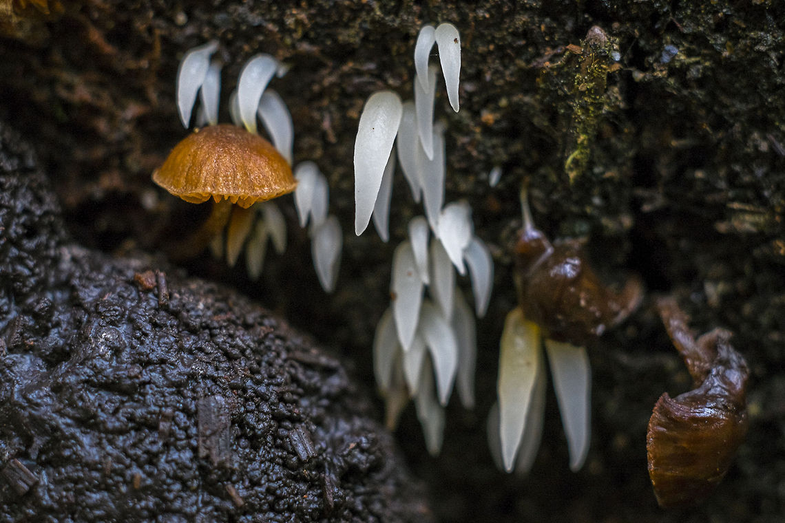 Icicle fungus These were hiding well - I only spotted them on the way back and this one log was the only time I saw these. I did not find a great deal of information on them either.  They are quite tiny - each little icicle is probably only a few millimeters.<br />
Uncommon Geotagged,Mucronella fusiformis,United States