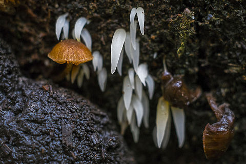 Icicle fungus These were hiding well - I only spotted them on the way back and this one log was the only time I saw these. I did not find a great deal of information on them either.  They are quite tiny - each little icicle is probably only a few millimeters.
Uncommon Geotagged,Mucronella fusiformis,United States