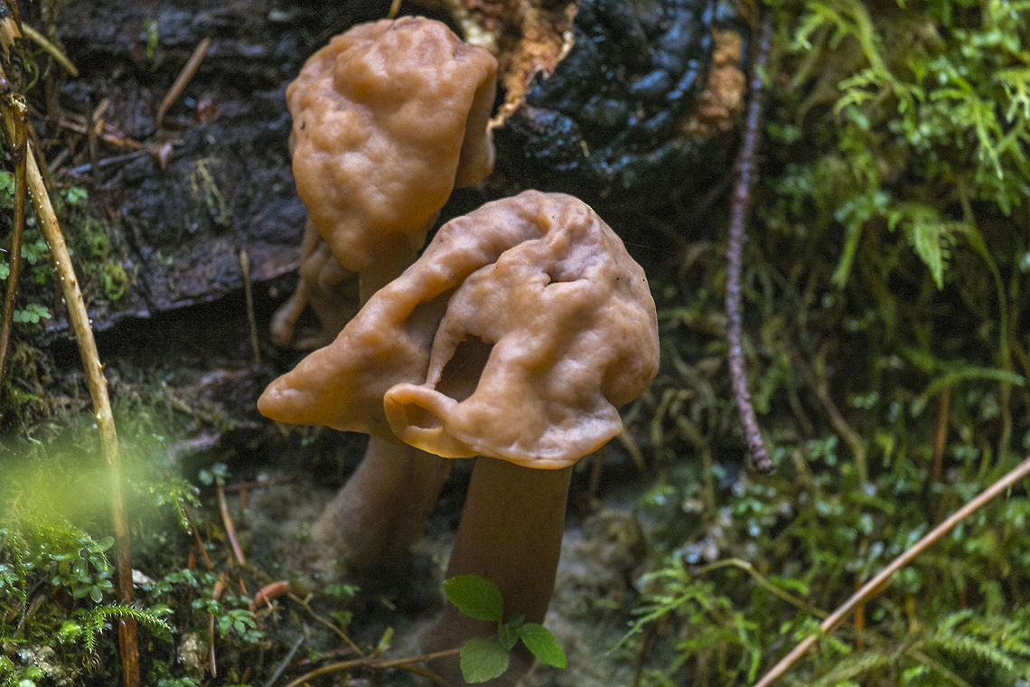 False Morel ☠ These ones really might fool a beginner, as the color is very, very similar to a real morel. The shape on the other hand&hellip; not so much. The good-ish news, eating this probably won't kill you *if* you boil them before you eat them&hellip; (throw away the water, don't breathe the vapors while you are boiling and don't eat too many too close together - the poison is cumulative!) Geotagged,Gyromitra infula,United States