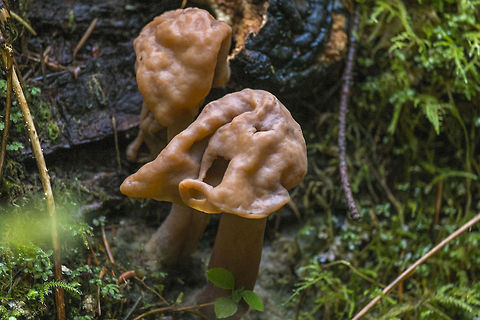 False Morel ☠ These ones really might fool a beginner, as the color is very, very similar to a real morel. The shape on the other hand… not so much. The good-ish news, eating this probably won't kill you *if* you boil them before you eat them… (throw away the water, don't breathe the vapors while you are boiling and don't eat too many too close together - the poison is cumulative!) Geotagged,Gyromitra infula,United States