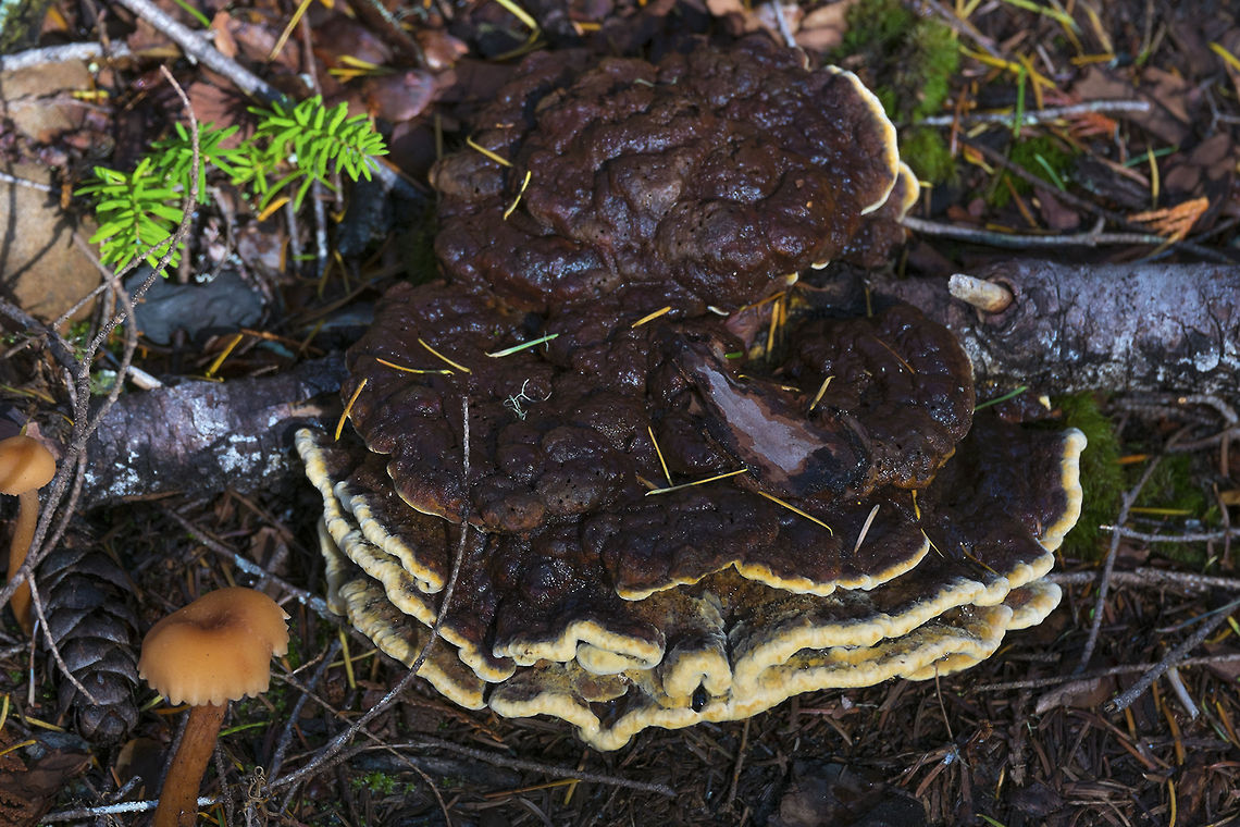 Dyer's Polypore booger&hellip; I thought I had this one figured out, but now I&#039;m not sure&hellip;<br />
update - got it! Geotagged,Phaeolus schweinitzii,United States