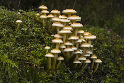Sulphur Tuft ☠  Geotagged,Hypholoma fasciculare,Sulphur tuft,United States