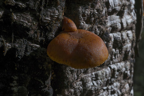 Deadly Galerina growing on a burned tree ☠ A few years ago a fire swept through this area due to an incorrectly quenched camp fire. Many of the trees are burned, but still alive. The area has recovered remarkably and this year is host to quite a variety of mushrooms Fall,Geotagged,United States