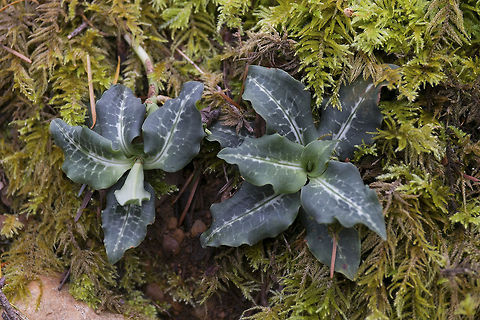 Western Rattlesnake Plantain Beats me why this is called a plantain… aren't those a relation to bananas? These are an orchid species. They get small white flowers on a long central stalk, but if you ask me the foliage is the more interesting part of these plants anyway. The flowers are small and not particularly showy. Fall,Geotagged,Goodyera oblongifolia,United States,giant rattlesnake plantain,western rattlesnake plantain