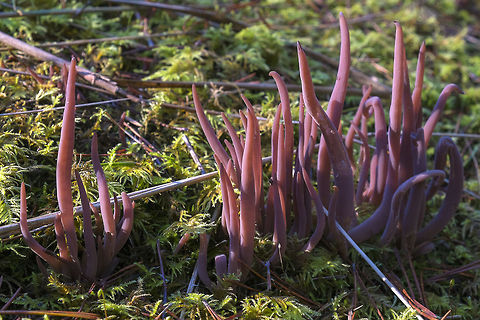 Purple Fairy Club This may just be the strangest "mushroom" I've come across yet. At first I thought it was a wild onion or the shoots of some sort of bulb, with its hollow stem like structure, but indeed it is a fungus. While not incredibly rare, I only came across it once and only one clump. It was quite close to the ocean, maybe a 1/4 mile or so to the beach.  Alloclavaria purpurea,Geotagged,Purple coral,United States