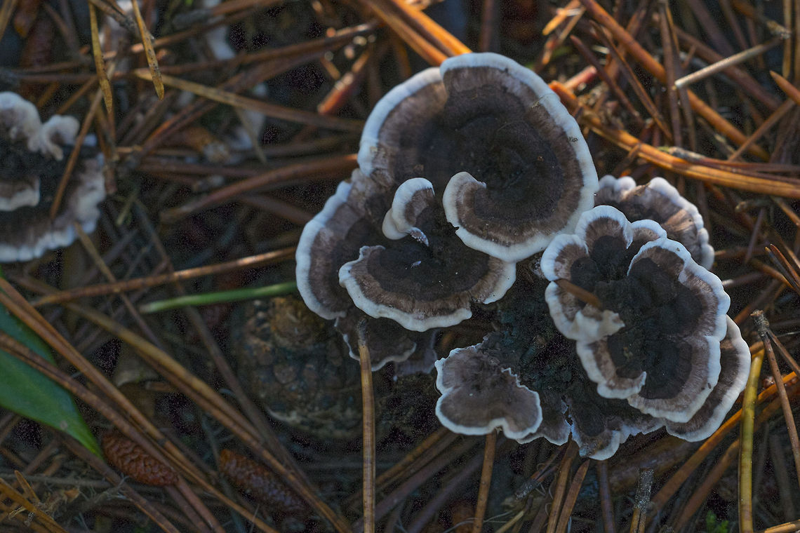 Grey Tooth  Geotagged,Grey tooth,Phellodon melaleucus,United States
