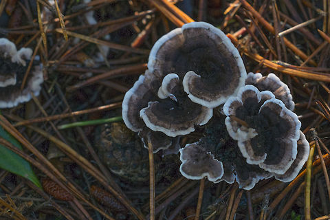Grey Tooth  Geotagged,Grey tooth,Phellodon melaleucus,United States