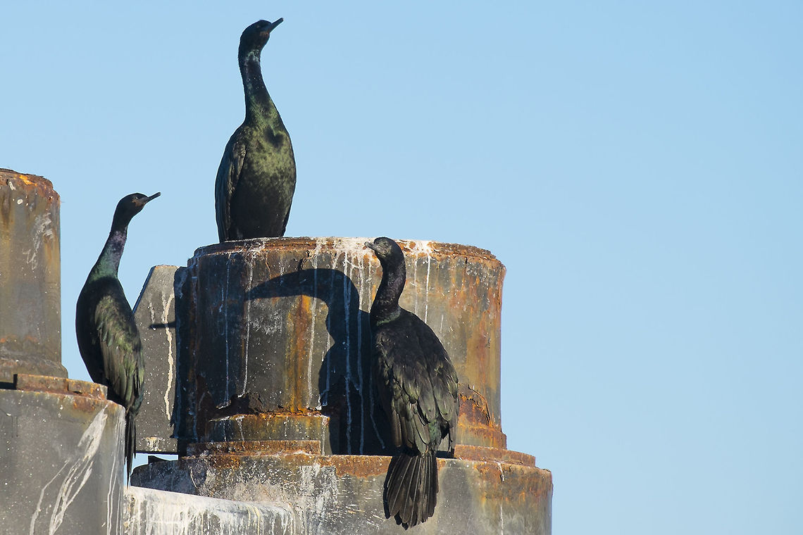 Pelagic Cormorants Hanging out at the ferry dock. The piers give them a handy place to dry their wings. Geotagged,Phalacrocorax pelagicus,United States,pelagic cormorant