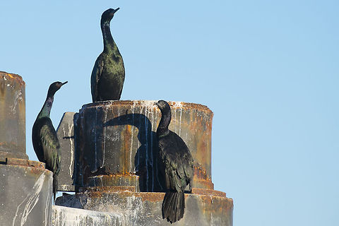 Pelagic Cormorants Hanging out at the ferry dock. The piers give them a handy place to dry their wings. Geotagged,Phalacrocorax pelagicus,United States,pelagic cormorant