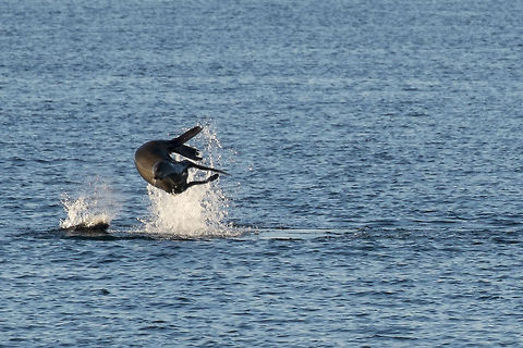 Flying Sea Lion! Who knew sea lions could leap out of the water like dolphins. California sea lion,Geotagged,United States,Zalophus californianus