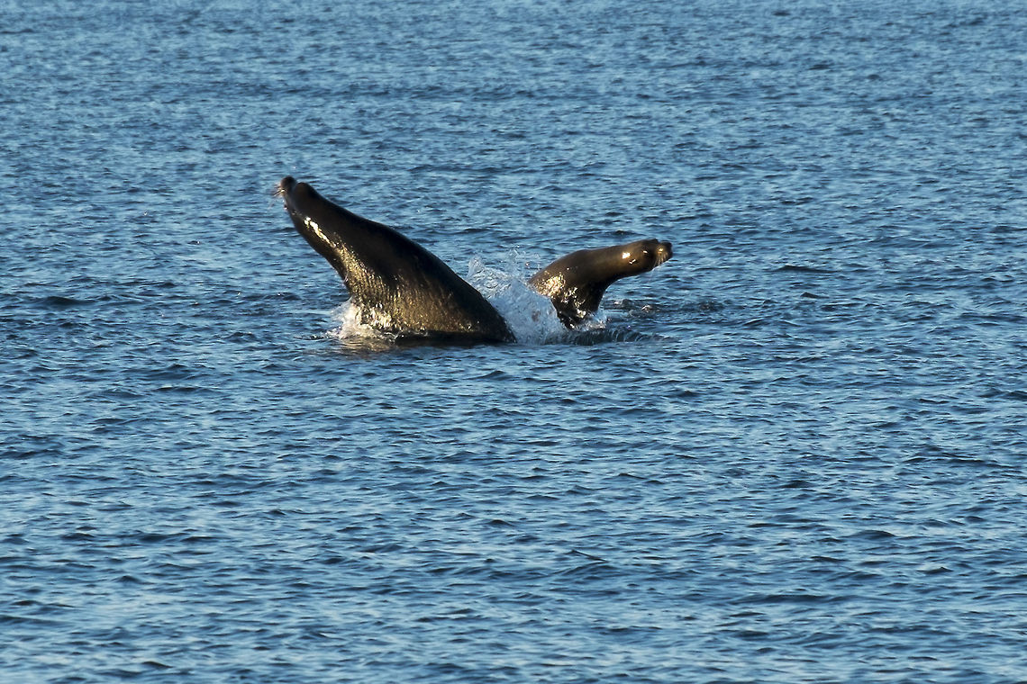 California Sea Lions at play These two sea lions gave us a great show, playing and jumping out of the water for about 5 minutes before swimming away. The bigger is a male, the smaller a female. As far as I know this is not breeding season, so it's not a mating ritual, just a couple of sea lions sharing some fun. California sea lion,Geotagged,United States,Zalophus californianus