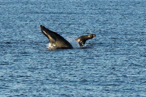 California Sea Lions at play These two sea lions gave us a great show, playing and jumping out of the water for about 5 minutes before swimming away. The bigger is a male, the smaller a female. As far as I know this is not breeding season, so it's not a mating ritual, just a couple of sea lions sharing some fun. California sea lion,Geotagged,United States,Zalophus californianus