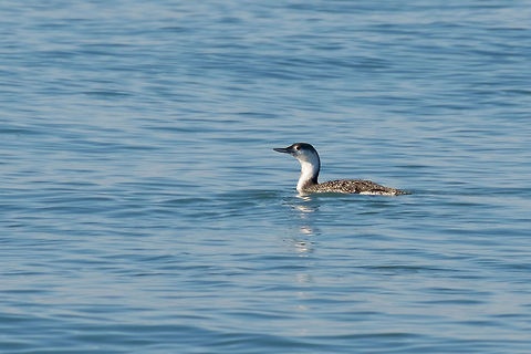 Red Throated Loon - winter (non-breeding) plummage I figured these birds were probably Grebes until I came home and looked closer. Turns out they were loons. They don't look particularly red throated at this time of year… we only get a lot of ducks and other water birds for winter migration, so miss a lot of the showy feathers.  Gavia stellata,Geotagged,Red-throated diver,United States