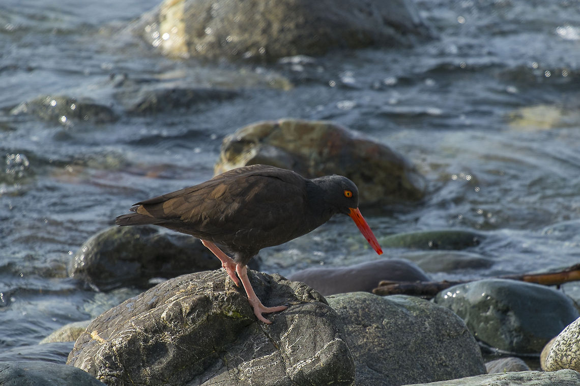 Black Oystercatcher  Black oystercatcher,Geotagged,Haematopus bachmani,United States