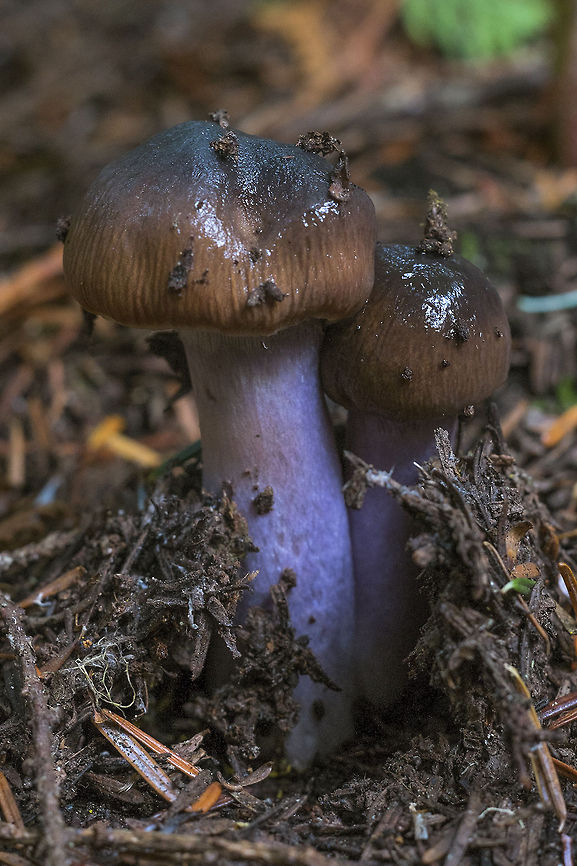 PNW Cortinarius The last couple of sub freezing nights have turned most of the mushrooms to little piles of black slime, but life springs eternal - as it warmed up today these guys started pushing up through the frosty ground. It&#039;s not supposed to go below about 3c tonight and warm up more over the next few days, so they should have a fighting chance. Cortinarius vanduzerensis,Geotagged,United States