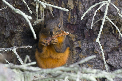 Douglas Squirrel this bold little red head would come out and challenge me if I chattered at him Douglas Squirrel,Geotagged,Tamiasciurus douglasii,United States