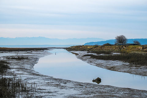 Misty morning over Brown's Slough  Geotagged,United States