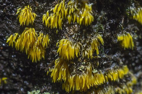 Mucronella pulchra Neat! I found a fungi listed as "Rare. Unlikely to be found unless you're really lucky." on my local shroom id site. Geotagged,Mucronella pulchra,United States