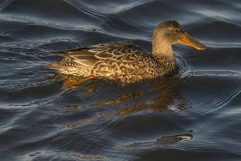 Female Northern Shoveler  Anas clypeata,Geotagged,Northern Shoveler,United States
