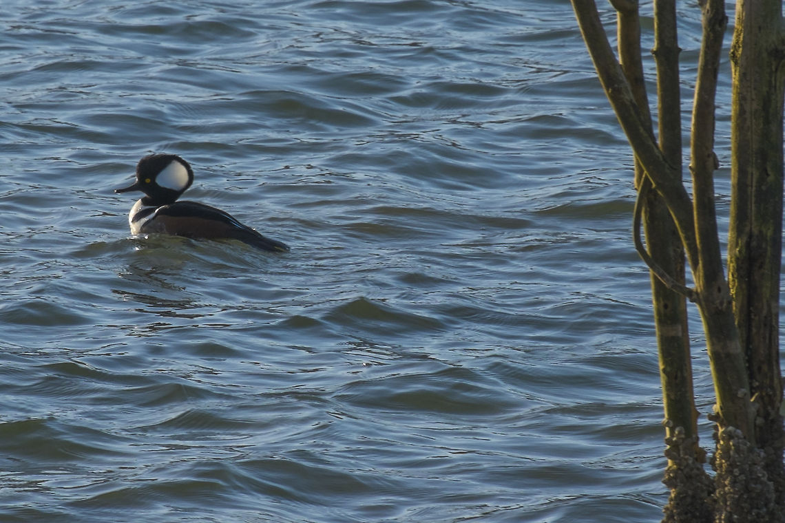 Male Hooded Merganzer  Geotagged,Hooded Merganser,Lophodytes cucullatus,United States
