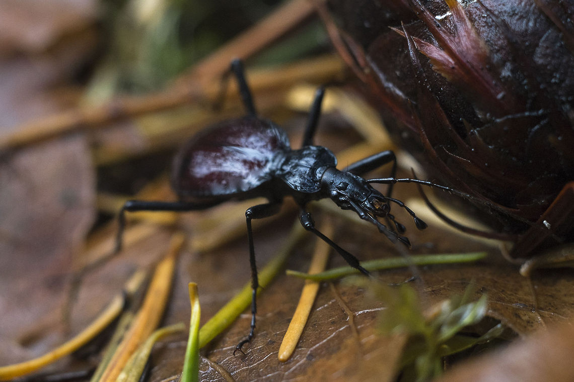 Snail Eating Beetle I'm pretty clueless on this one. I'll probably turn to the BugGuide for an ID Geotagged,Narrow-collared Snail-eating Beetle,Scaphinotus angusticollis,United States
