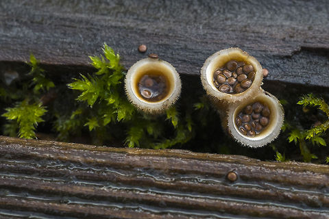 Bird's Nest Fungus Funky little (very little) fungi found on very wet wood (only found them on the boardwalks at this park). Geotagged,Nidula candida,United States