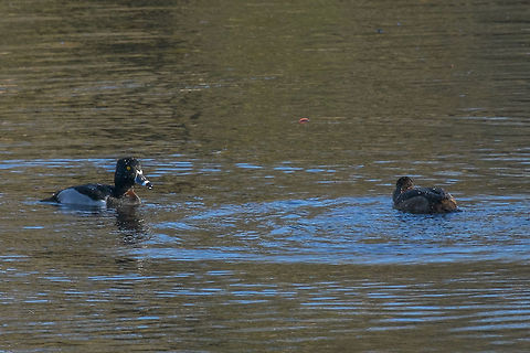 Male Ring Neck Duck  Aythya collaris,Geotagged,Ring-necked duck,United States